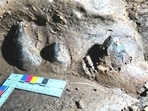 Fossilised jawbone in South Garo Hills Fossilised jawbone in South Garo Hills