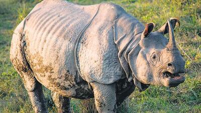 A Rhino at Kaziranga National Park in Assam (Representative Photo) A Rhino at Kaziranga National Park in Assam (Representative Photo)