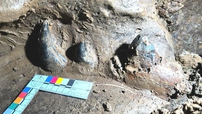 Fossilised jawbone in South Garo Hills (Geological Survey of India- North East Region) Fossilised jawbone in South Garo Hills (Geological Survey of India- North East Region)