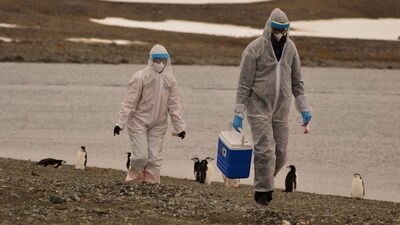 FILE PHOTO: Researchers wearing protective suits collect samples of wildlife, where the H5N1 bird flu virus was detected, at Chilean Antarctic Territory, Antarctica, in this undated handout photo obtained by Reuters on March 13, 2024. Instituto Antartico Chileno/Handout via REUTERS THIS IMAGE HAS BEEN SUPPLIED BY A THIRD PARTY. MANDATORY CREDIT. NO RESALES. NO ARCHIVES/File Photo (via REUTERS)
