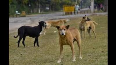 MC official said, the problems regarding dogs and other animals are dealt by Society for Prevention of Cruelty against Animals (SPCA). (HT File) MC official said, the problems regarding dogs and other animals are dealt by Society for Prevention of Cruelty against Animals (SPCA). (HT File)