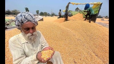 A farmer with his maize crop at Mullanpur grain market in Ludhiana. A farmer with his maize crop at Mullanpur grain market in Ludhiana.