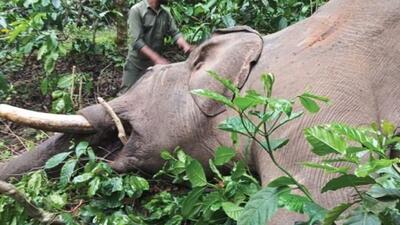 The 40-year-old elephant who died of electrocution.