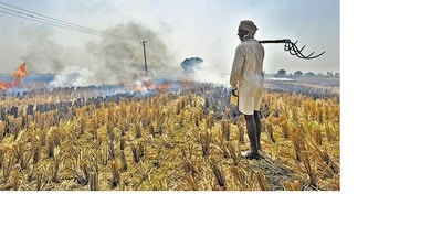The UPCAR recommended that farmers must never burn the crop residue after harvesting wheat. (HT File)
