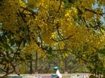  Golden shower trees, locally known as Bahava and Amaltas, add a dash of romance to the Mumbai cityscape. (Satish Bate/HT Photo) 