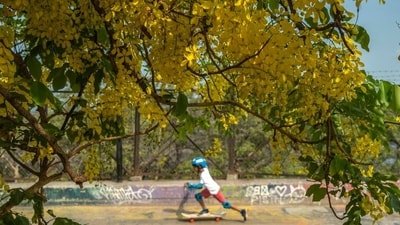 Golden shower trees, locally known as Bahava and Amaltas, add a dash of romance to the Mumbai cityscape. (Satish Bate/HT Photo) Golden shower trees, locally known as Bahava and Amaltas, add a dash of romance to the Mumbai cityscape. (Satish Bate/HT Photo)