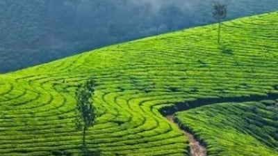 Munnar: Packed in God's own country and sharing a border with Tamil Nadu, Munnar is loved for the picturesque landscapes, dreamy mountain curves and greenery of the tea plantations. Kollukumalai is easily accessible from Munnar and is a much-recommended destination to visit. (Unsplash) Munnar: Packed in God's own country and sharing a border with Tamil Nadu, Munnar is loved for the picturesque landscapes, dreamy mountain curves and greenery of the tea plantations. Kollukumalai is easily accessible from Munnar and is a much-recommended destination to visit. (Unsplash)