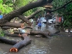 Uprooted trees following heavy rainfall. Uprooted trees following heavy rainfall.
