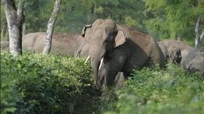 Assam forest officials said that they are taking several measures to control the increasing human-elephant conflicts in the state and to ensure coexistence. (Representative Image)