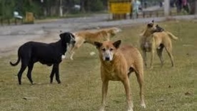 The stray dog entered the house, attacked and fatally wounded the infant. (HT File) The stray dog entered the house, attacked and fatally wounded the infant. (HT File)