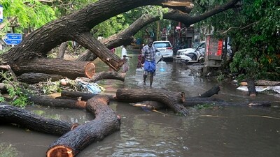 Uprooted trees following heavy rainfall. (PTI/For representational purposes) Uprooted trees following heavy rainfall. (PTI/For representational purposes)