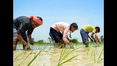The Punjab government has been offering  ₹1,500 per acre to farmers for taking up the direct seeded rice technique.