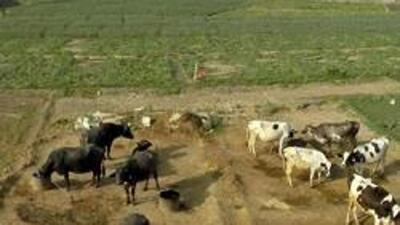 The court called for relocating the Bhalsawa and Ghazipur dairies, which are situated next to two enormous landfill sites, to Ghogha dairy colony. (File photo for representation) The court called for relocating the Bhalsawa and Ghazipur dairies, which are situated next to two enormous landfill sites, to Ghogha dairy colony. (File photo for representation)