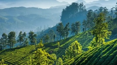 Darjeeling: Darjeeling has a lot to offer. From the mall to the delectable momos, to Kalimpong and Mirik at a stone's throw distance, Darjeeling is affectionately called the queen of hills for a reason. (Unsplash) Darjeeling: Darjeeling has a lot to offer. From the mall to the delectable momos, to Kalimpong and Mirik at a stone's throw distance, Darjeeling is affectionately called the queen of hills for a reason. (Unsplash)