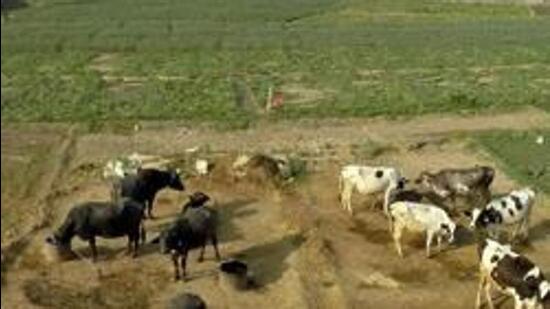 The court called for relocating the Bhalsawa and Ghazipur dairies, which are situated next to two enormous landfill sites, to Ghogha dairy colony. (File photo for representation)