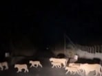 The pride of lions crossed a road in Gujarat's Amreli district. 