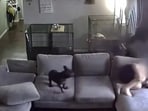Video shows Texas boy, 9, ducking for cover as hail of bullets smash through window (@myteks/X) Video shows Texas boy, 9, ducking for cover as hail of bullets smash through window (@myteks/X)