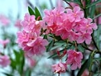 Effects of oleander toxicity include nausea, diarrhoea, vomiting, rashes, confusion, dizziness, an irregular heartbeat, a slow heartbeat, and, in extreme cases, death. Effects of oleander toxicity include nausea, diarrhoea, vomiting, rashes, confusion, dizziness, an irregular heartbeat, a slow heartbeat, and, in extreme cases, death.