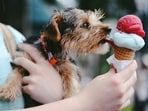 Make dog friendly ice cream for your pet