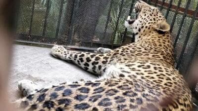 A thermal drone survey was also carried out in areas where leopard attacks take place. (Representative Photo) A thermal drone survey was also carried out in areas where leopard attacks take place. (Representative Photo)
