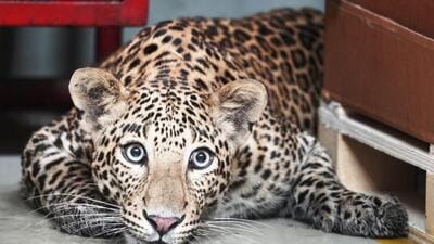 As Junnar grapples with the ongoing human-leopard conflict, residents are compelled to make significant lifestyle adjustments and prioritise safety measures to mitigate the risks posed by these elusive predators. (REPRESENTATIVE PHOTO) As Junnar grapples with the ongoing human-leopard conflict, residents are compelled to make significant lifestyle adjustments and prioritise safety measures to mitigate the risks posed by these elusive predators. (REPRESENTATIVE PHOTO)