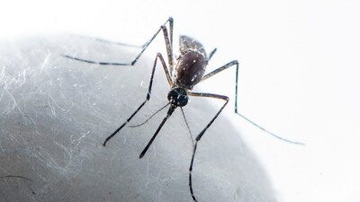 While mopping the floors, we can use a drop of lemongrass or citronella essential oil to ward off mosquitoes. Using repellent inside the house can also keep mosquitoes at bay.&nbsp; (HT Photo)