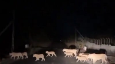 The pride of lions crossed a road in Gujarat's Amreli district. (X)