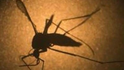 When we step outside or enter a place with lots of mosquitoes, we should ensure that the maximum part of our bodies is covered in clothes.&nbsp; 