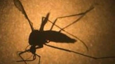 National Dengue Day 2024: Telltale signs of dengue you should not ignore (Representational image/AP) National Dengue Day 2024: Telltale signs of dengue you should not ignore (Representational image/AP)