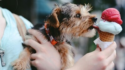 Make dog friendly ice cream for your pet (Unsplash) Make dog friendly ice cream for your pet (Unsplash)