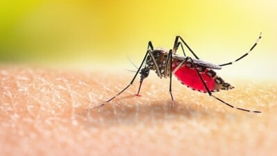 Climate change threatens malaria control efforts, WHO warns: 6 mitigation strategies to adopt (Photo by Unsplash) Climate change threatens malaria control efforts, WHO warns: 6 mitigation strategies to adopt (Photo by Unsplash)