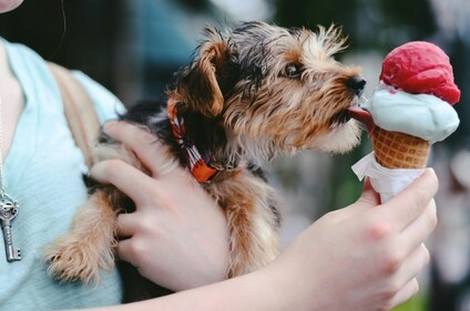 Make dog friendly ice cream for your pet (Unsplash) Make dog friendly ice cream for your pet (Unsplash)