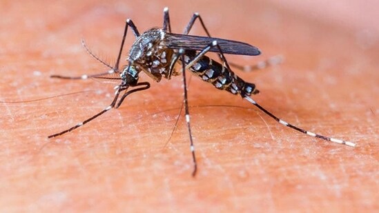 The use of insect-repellent lotions can help in keeping the mosquitoes at bay. Lemon eucalyptus is one of the active ingredients in mosquito repellents. We can also use lemon eucalyptus oil.&nbsp;