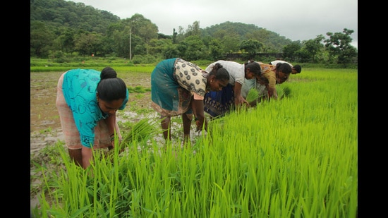 Chief agriculture officers will conduct raids on premises of seed dealers, distributors and producers.