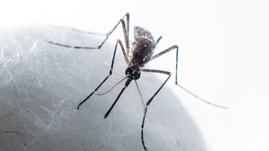 While mopping the floors, we can use a drop of lemongrass or citronella essential oil to ward off mosquitoes. Using repellent inside the house can also keep mosquitoes at bay.&nbsp;(HT Photo)