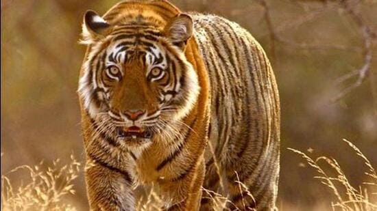 The top court was hearing a plea seeking to stop mining activities within one-km radius of Sariska tiger reserve. (HT File)