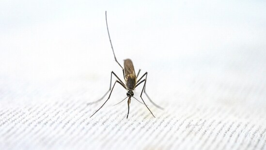We can use window screens to prevent mosquitoes from getting inside. While sleeping, using a mosquito net can also prevent mosquito bites.&nbsp;(Photo by Pragyan Bezbaruah on Pexels)
