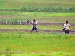 Agricultural labourers ploughing a paddy field with traditional farming instruments, in West Khasi Hills on Wednesday. (ANI Photo)