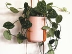 pothos