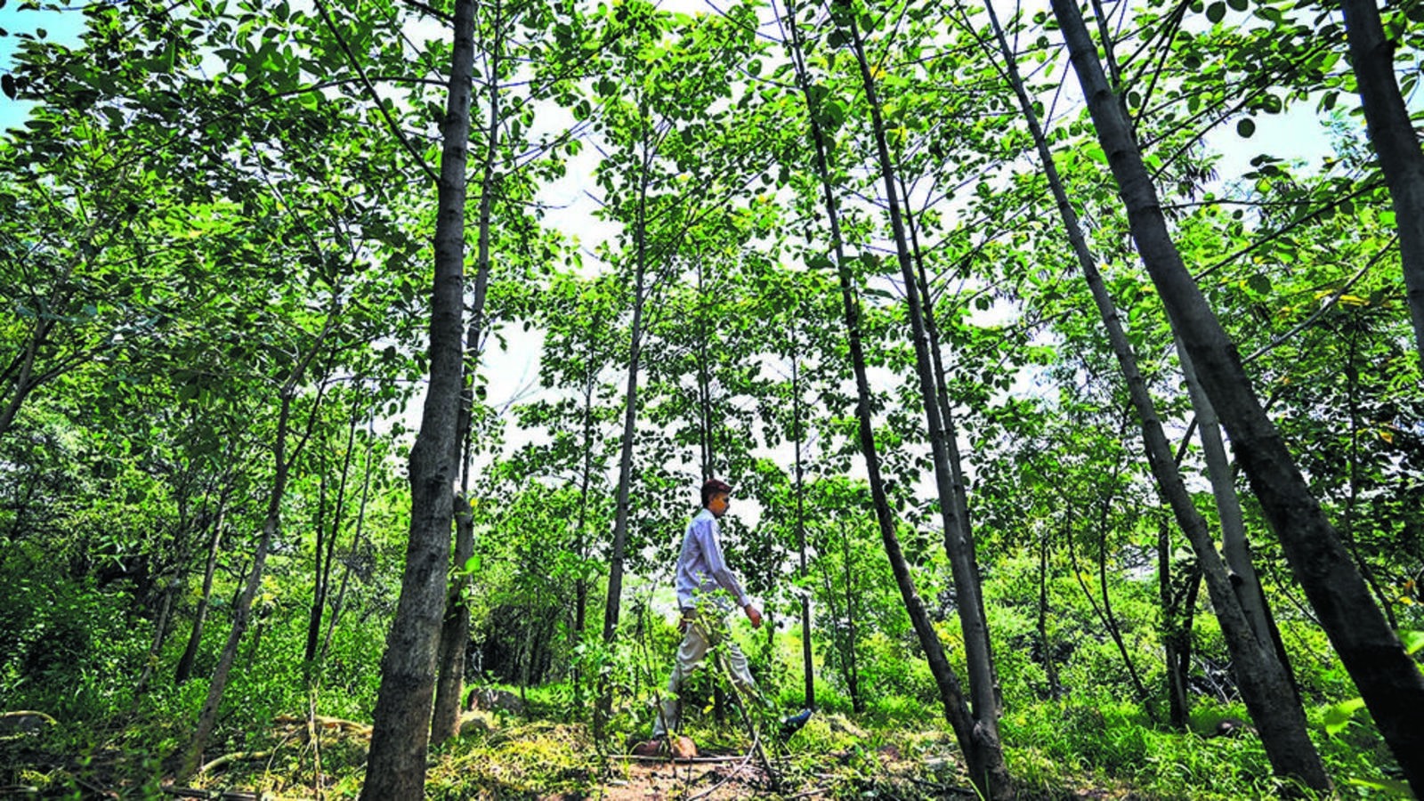 SC puts DDA in dock for hiding data on tree-felling - Vimarsana News