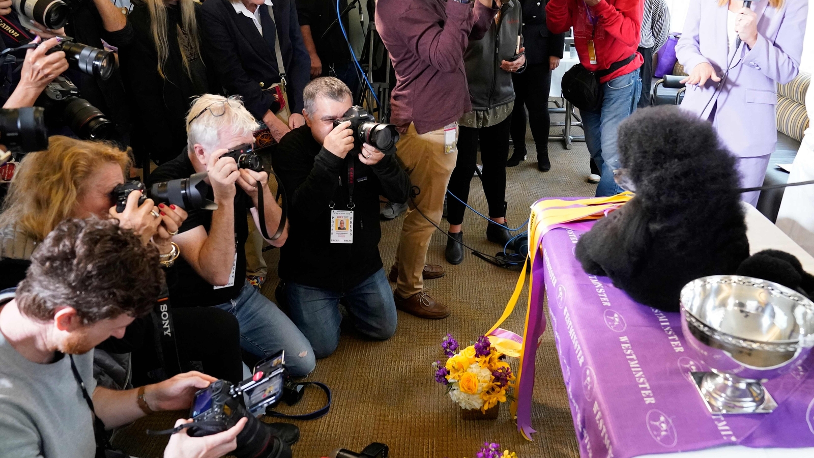 Miniature poodle named Sage clinches top prize at Westminster Kennel Club dog show, retires after winning - Vimarsana News