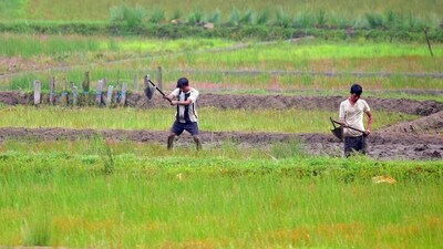 Agricultural labourers ploughing a paddy field with traditional farming instruments, in West Khasi Hills on Wednesday. (ANI Photo) Agricultural labourers ploughing a paddy field with traditional farming instruments, in West Khasi Hills on Wednesday. (ANI Photo)