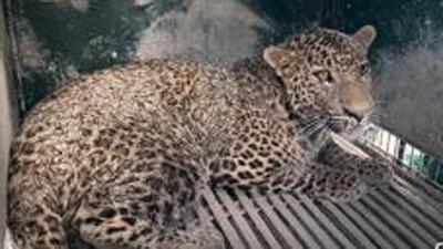 Currently, leopards are kept at Manikdoh Leopard Rescue Centre, which is managed by our NGO partner Wildlife SOS. The facility has a capacity of 40 leopards, and it has exceeded its capacity, says official. (REPRESENTATIVE PHOTO) Currently, leopards are kept at Manikdoh Leopard Rescue Centre, which is managed by our NGO partner Wildlife SOS. The facility has a capacity of 40 leopards, and it has exceeded its capacity, says official. (REPRESENTATIVE PHOTO)