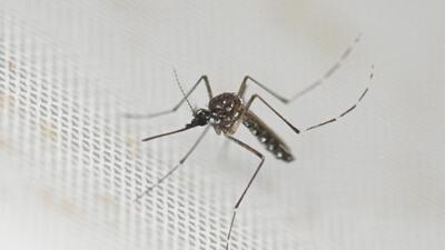 In 2023, around 5,486 dengue cases were reported in the city. From January 2024 to May 2024, the number of dengue cases reported is limited to 296. (AFP) In 2023, around 5,486 dengue cases were reported in the city. From January 2024 to May 2024, the number of dengue cases reported is limited to 296. (AFP)