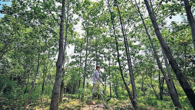 Insaaf Bagh, in the Ridge, created at the orders of Delhi HC. (HT photo) Insaaf Bagh, in the Ridge, created at the orders of Delhi HC. (HT photo)