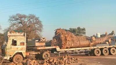 The ban on translocation of Baobab trees has been imposed by placing them under the Biodiversity Act, which means that permission to use them commercially will have to be taken from the state biodiversity board. The ban on translocation of Baobab trees has been imposed by placing them under the Biodiversity Act, which means that permission to use them commercially will have to be taken from the state biodiversity board.