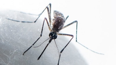 National Dengue Day 2024: The day is celebrated in India every May 16 to spread awareness around the condition (HT Photo) National Dengue Day 2024: The day is celebrated in India every May 16 to spread awareness around the condition (HT Photo)