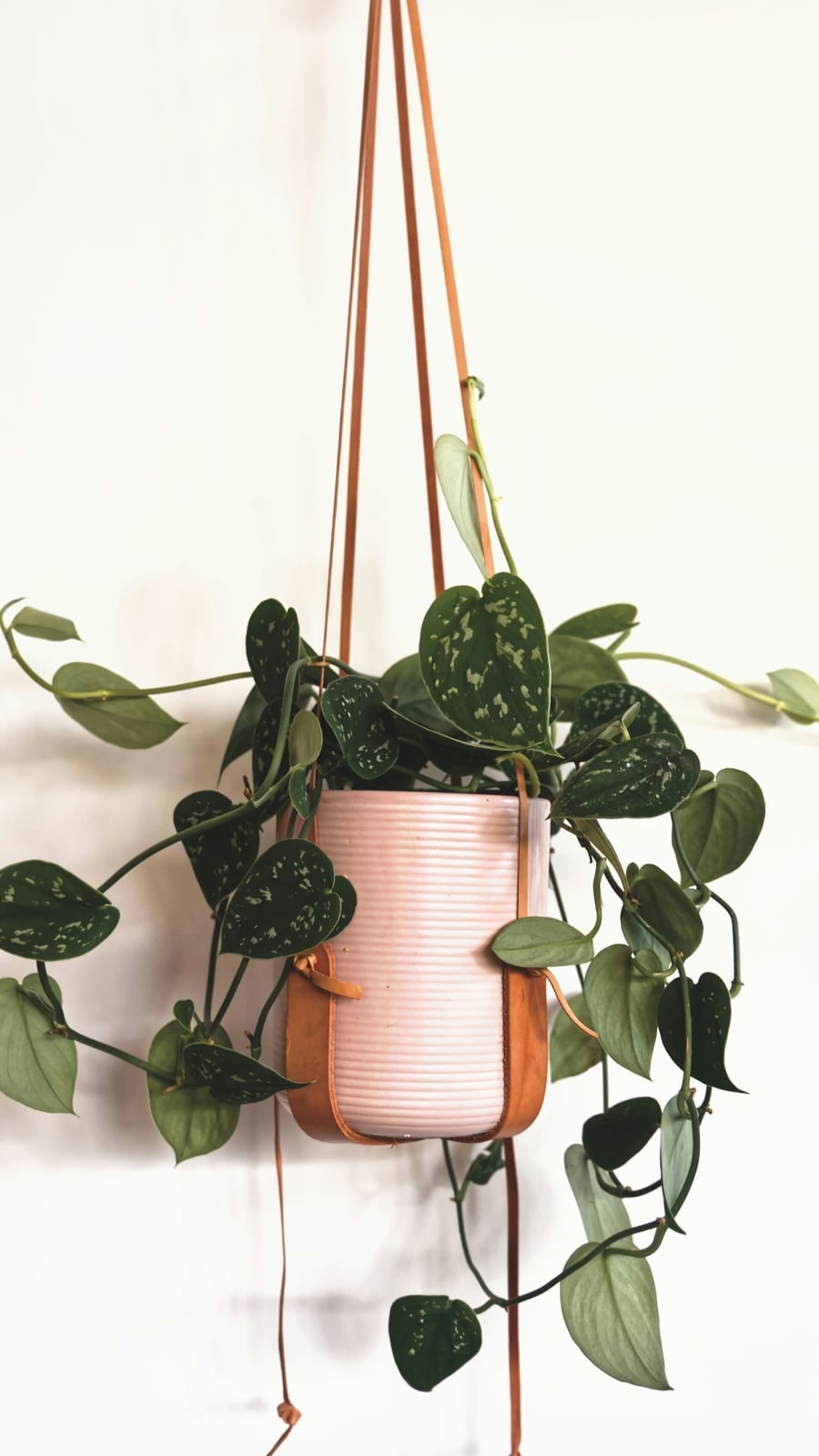 pothos