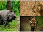 National Endangered Species Day is observed annually on the third Friday of May. This day serves as a reminder of the urgent need to protect and conserve the world's most vulnerable species. This year, it is being observed on May 18. India, with its rich biodiversity, is home to numerous endangered species that face various threats to their survival. On this occasion, let us shed light on ten endangered species found in India that require our immediate attention and conservation efforts:(Unsplash)