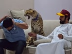 Nouman Hassan was scratched by the cheetah in the viral video.
Nouman Hassan was scratched by the cheetah in the viral video.
